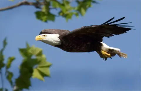 Adult bald eagle in flight