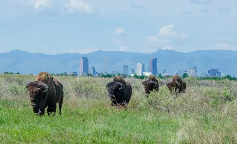 Four bison grazing in a grassy field at Rocky Mountain Arsenal National Wildlife Refuge, with the Denver skyline and mountains behind them