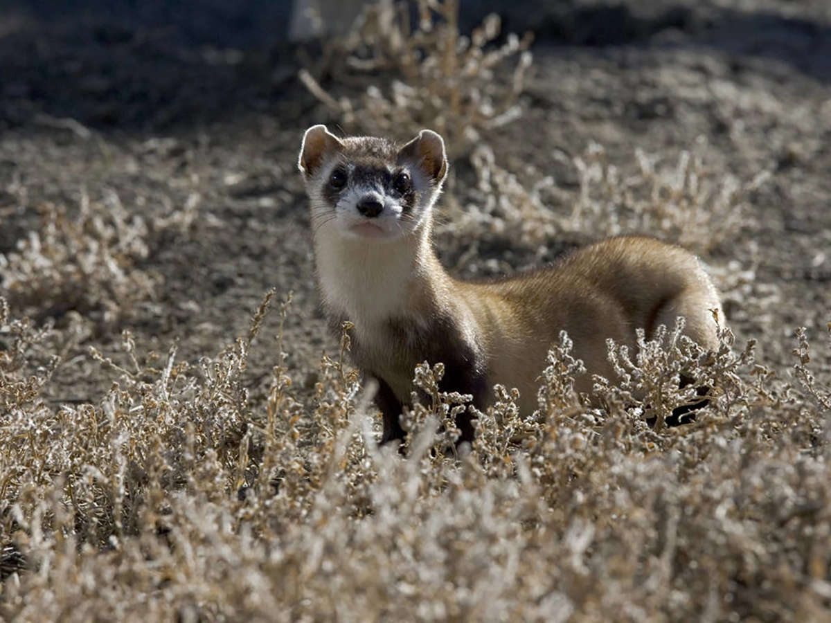 Black-footed ferret peering from a prairie dog burrow entrance in shortgrass prairie
