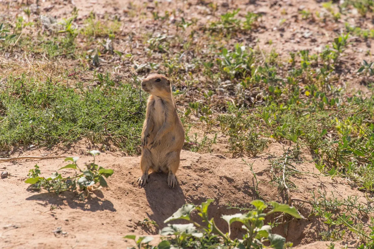 Black-tailed prairie dog standing upright beside its burrow at Rocky Mountain Arsenal National Wildlife Refuge, Colorado