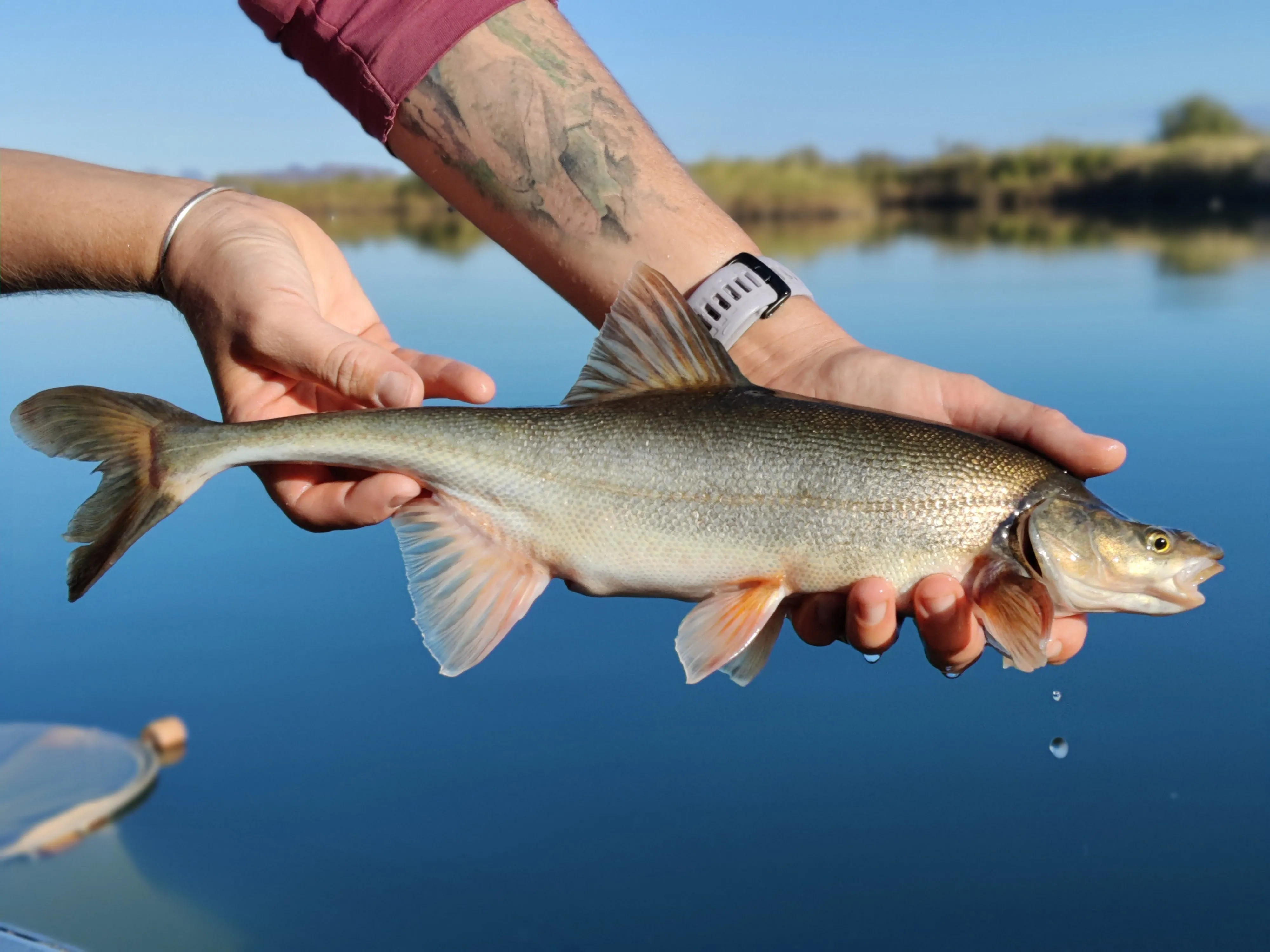Bonytail chub showing distinctive slender caudal peduncle, gray-olive back, and silver sides characteristic of this critically imperiled Colorado River native fish