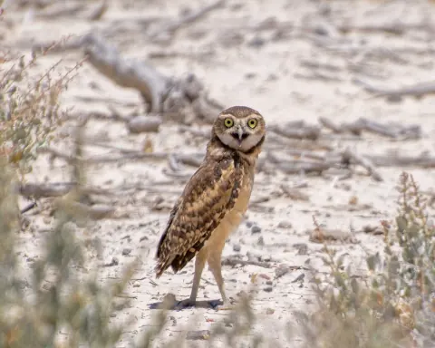 Burrowing owl standing in open desert terrain, showing long legs, yellow eyes, and spotted brown plumage