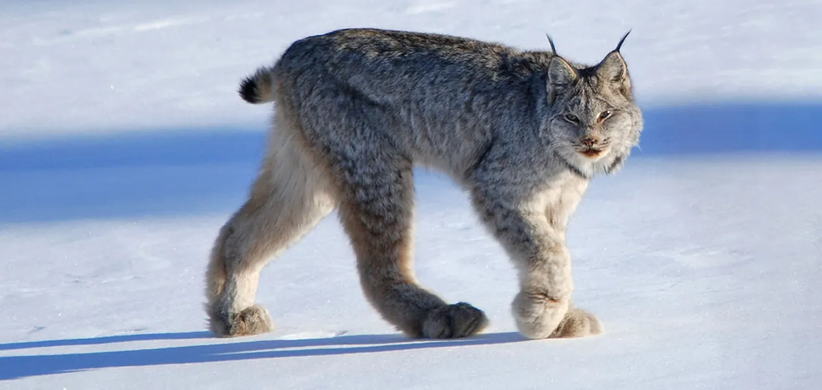 Canada lynx standing in snow among conifers in boreal forest, showing distinctive large paws, tufted ears, and gray-brown winter coat