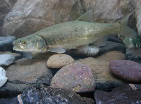 Colorado pikeminnow, a large streamlined native minnow showing its elongated body and forked tail in a clear river reach