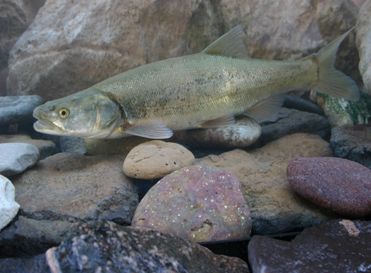 Colorado pikeminnow, a large streamlined native minnow showing its elongated body and forked tail in a clear river reach