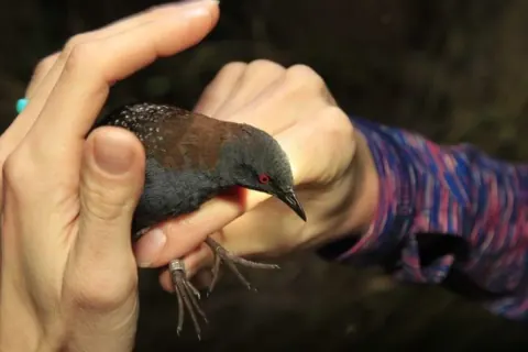 Black rail held by a researcher during banding, showing its small dark body and metal leg band