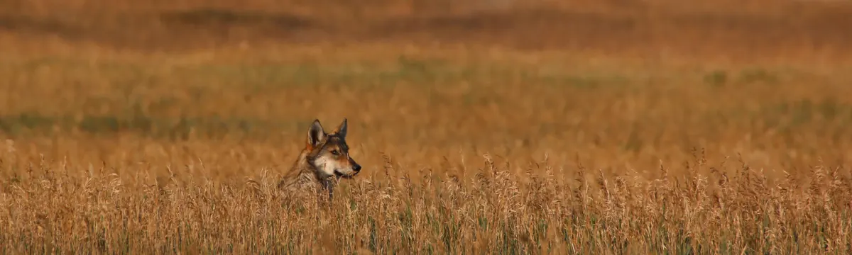 Young gray wolf peering over tall golden grass in an open meadow