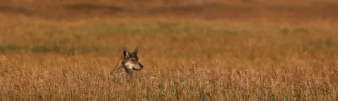 Young gray wolf peering over tall golden grass in an open meadow