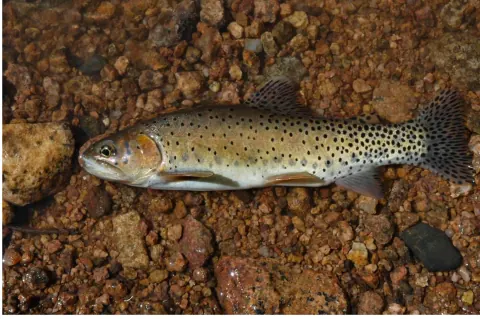 Greenback cutthroat trout in clear mountain stream showing large black spots concentrated toward tail, greenish hue along back, and distinctive red cutthroat slash under jaw