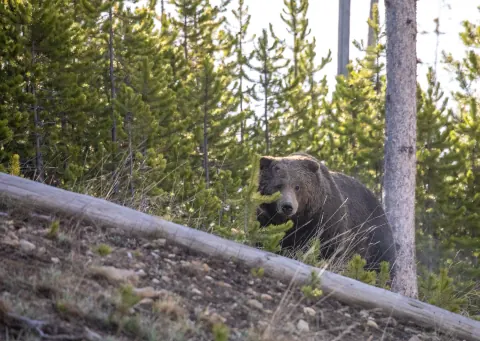 Grizzly bear looking over a fallen log among young lodgepole pines in Yellowstone National Park