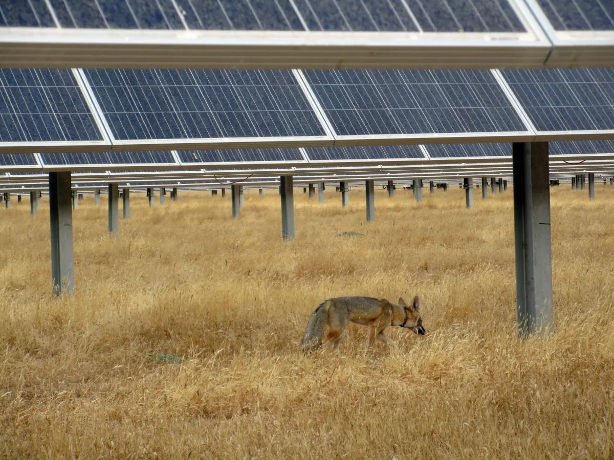 Radio-collared San Joaquin kit fox walking through dry grass beneath solar panels in California