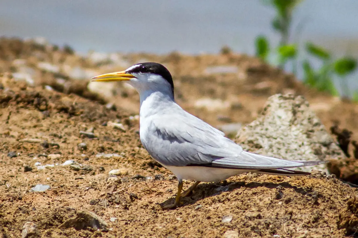 Least tern with a black cap and yellow bill standing on bare ground at Hagerman National Wildlife Refuge, Texas