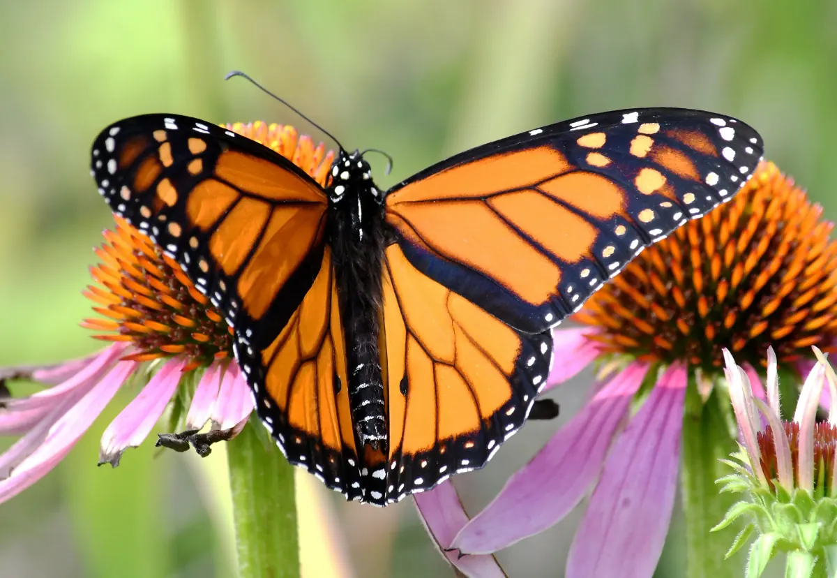 Monarch butterfly nectaring on a purple coneflower