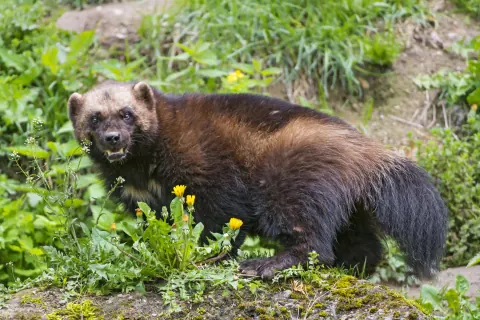 North American wolverine in alpine terrain, showing the stocky dark brown body, pale facial markings, and bushy tail characteristic of the largest terrestrial mustelid