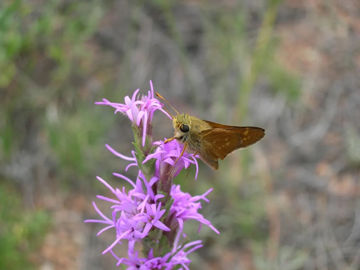 Pawnee montane skipper adult on a flower, showing orange-brown wings with darker borders characteristic of this small Colorado endemic butterfly