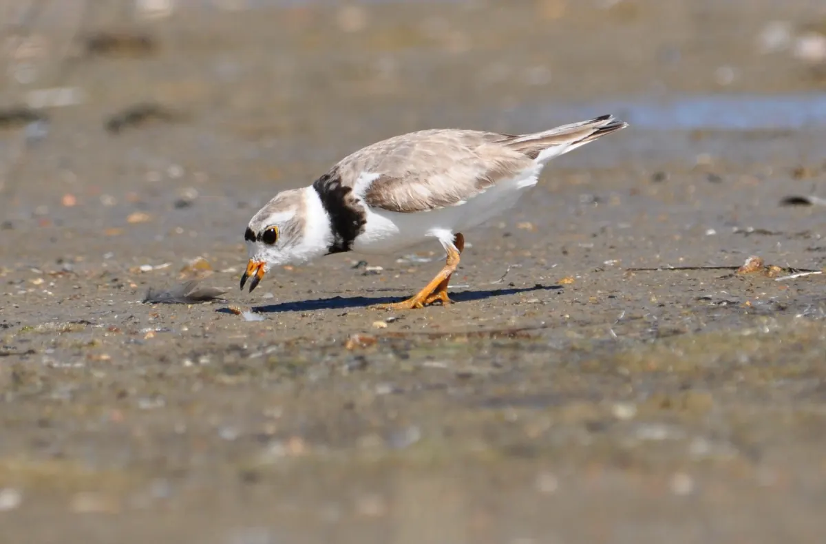 Piping plover standing on open sandy shoreline, showing pale gray-brown plumage and orange legs