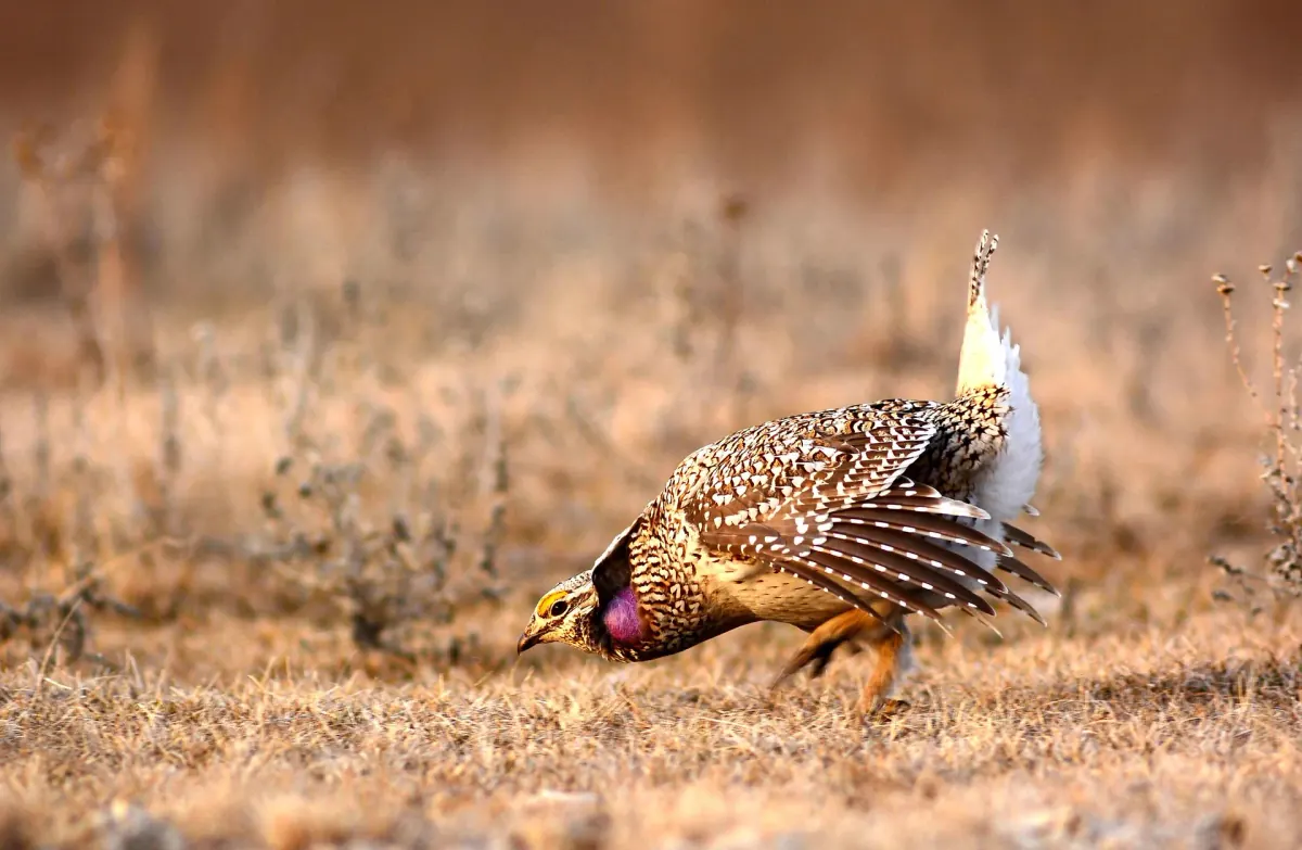 Sharp-tailed grouse displaying on a lek in Montana