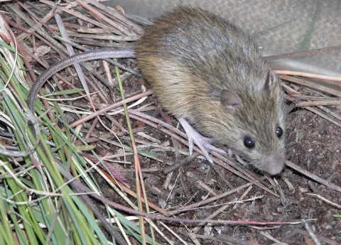 Preble's meadow jumping mouse in dense riparian vegetation along a Front Range stream corridor