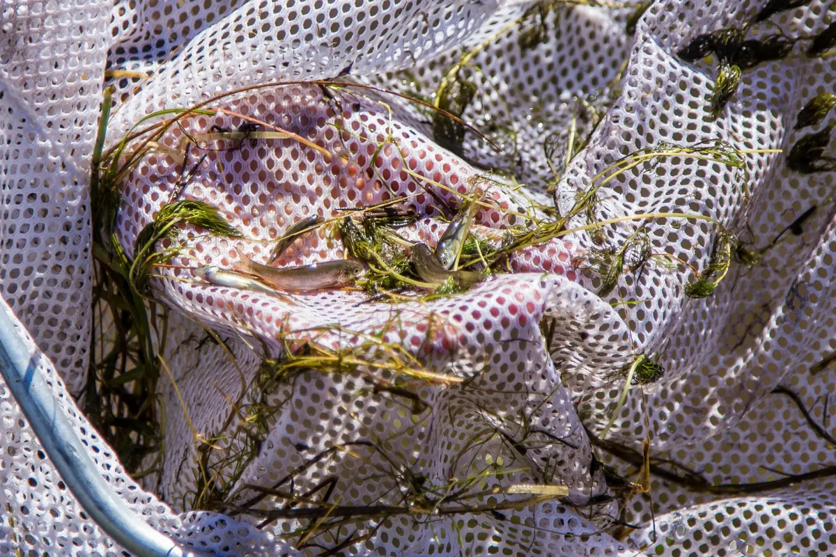 Rio Grande sucker in a dip net at Baca National Wildlife Refuge, Colorado