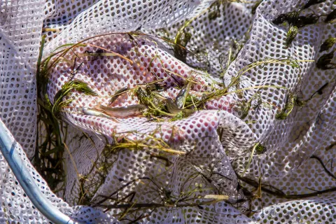 Rio Grande sucker in a dip net at Baca National Wildlife Refuge, Colorado