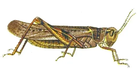 Color illustration of a Rocky Mountain locust in side view