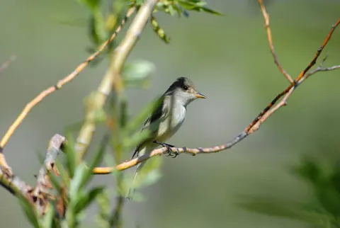 Southwestern willow flycatcher perched in dense willow thicket, showing brownish-olive plumage, pale wing bars, and upright perching posture