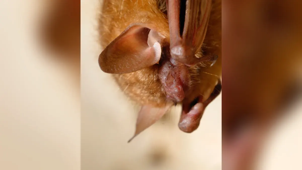 Close-up of a tricolored bat hanging with its wings folded