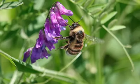 Western bumble bee clinging to a cluster of purple vetch flowers, showing the yellow-fronted thorax, black abdomen, and whitish tail tip of this once-abundant Colorado bumble bee