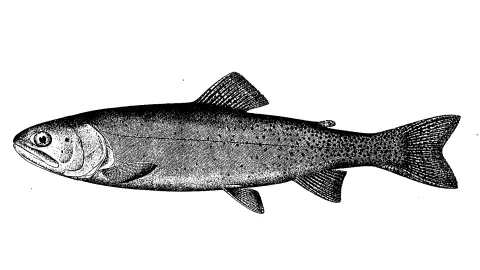 Black-and-white illustration of the yellow-finned trout, Fig. 1 of Plate I in D.S. Jordan's 1891 report on Colorado and Utah fishes